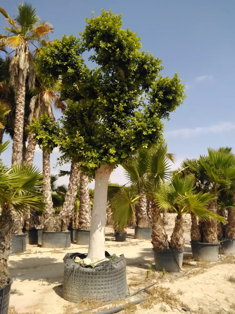 viveros paredes elche ficus nitida