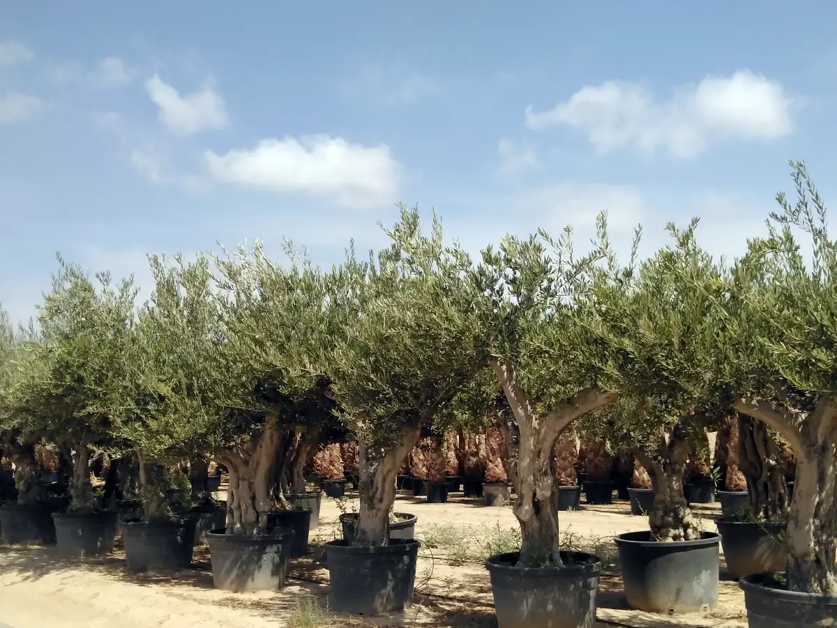 viveros paredes elche olea europea 1