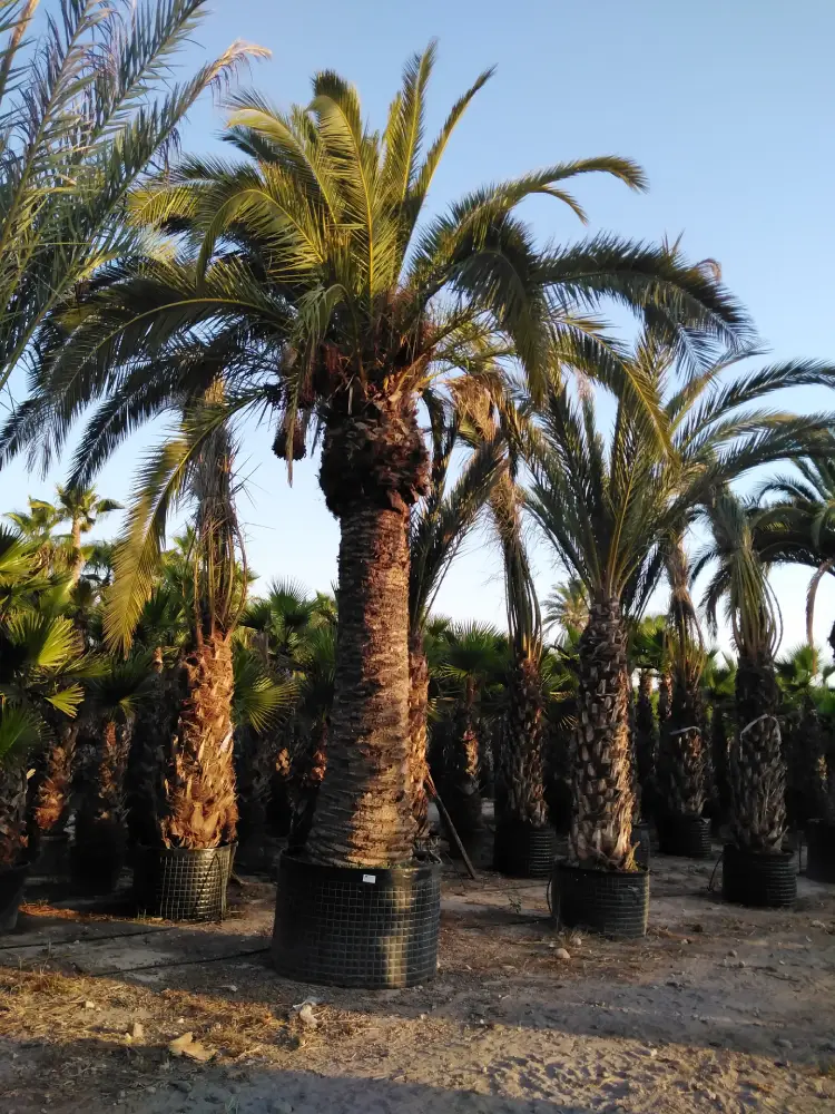 viveros paredes elche phoenix canariensis
