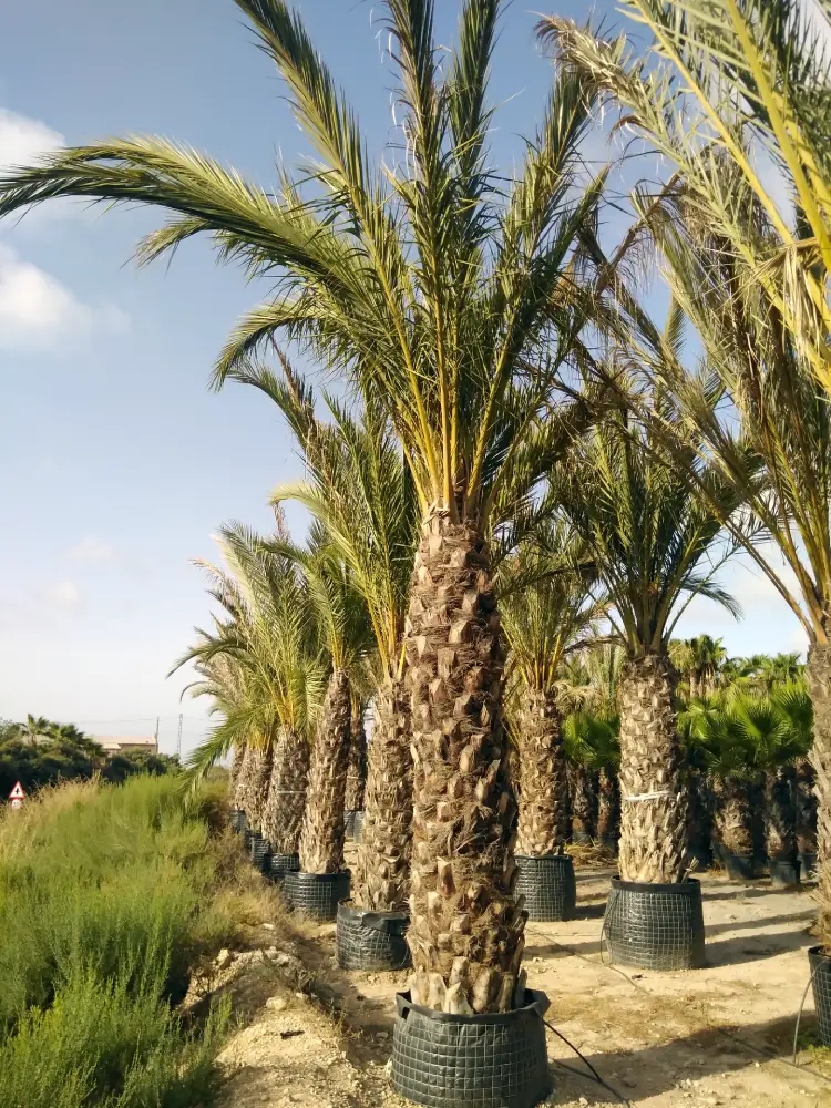 viveros paredes elche phoenix dactylifea 3m