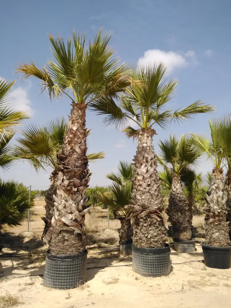 viveros paredes elche washingtonia filifera 3m