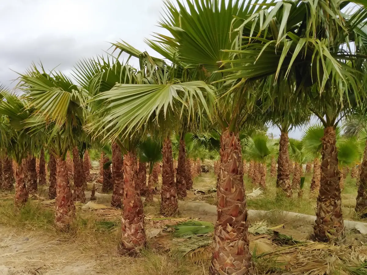 viveros paredes elche washingtonia robusta en campo
