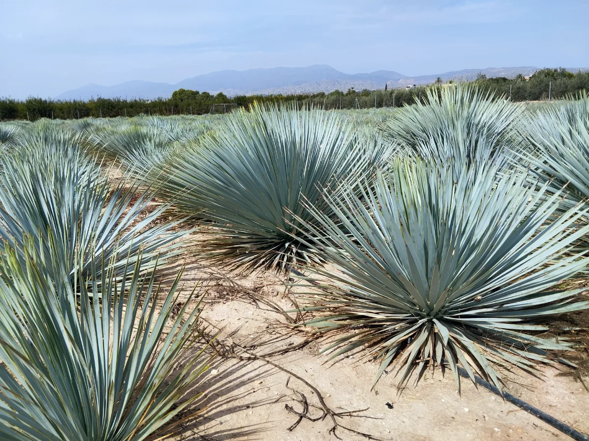 yuca rostrata viveros paredes